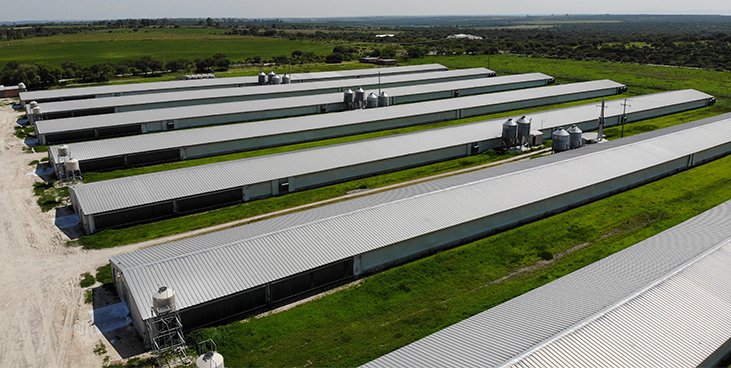 12 sets of chicken poultry house in Philippines